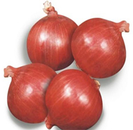 Manufacturers Exporters and Wholesale Suppliers of Onion Seed Ahmednagar Maharashtra